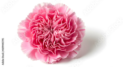 Captivating Pink Carnation Blossom for Floral Design, Botanical Illustrations, or Delicate Springtime Decor Projects and Backgrounds.