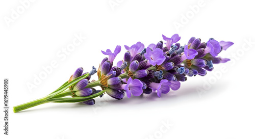 Aromatic Lavender Sprig Exhibiting Delicate Purple Blossoms Against a Clean White Background, Ideal for Aromatherapy, Herbal Medicine, and Floral Design Projects.