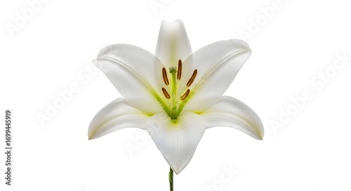 Elegant White Lily Blossom Isolated for Floral Design and Symbolic Representation in Botanical Illustrations and Springtime Decorations