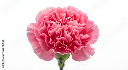 Delicate Pink Carnation Blossom Isolated on White Background, Perfect for Floral Designs, Greeting Cards, and Botanical Illustrations for Editorial Use