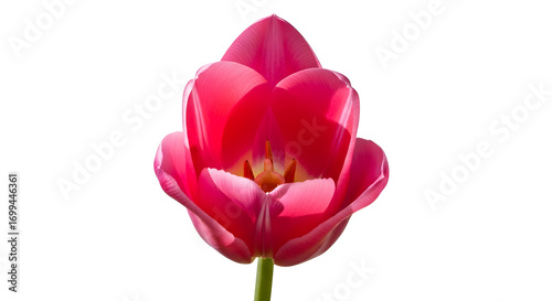 Vibrant Pink Tulip Blossom Isolated on White Background for Springtime Floral Designs and Botanical Illustrations