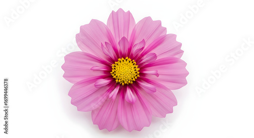 Delicate Pink Cosmos Flower Isolated on White Background for Botanical Studies and Floral Design Projects and for Summer-themed Marketing Materials