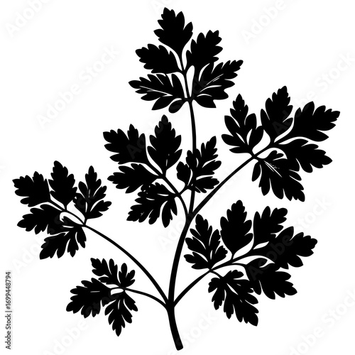 Black silhouette of a delicate parsley herb branch with intricate leafy details