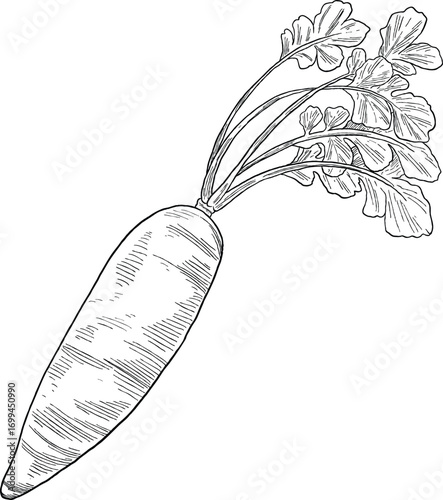 White Radish Botanical Sketch Illustration Root Vegetable Hand Drawn