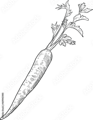 Carrot Botanical Sketch Illustration Hand Drawn