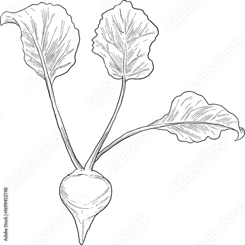 Beet Plant Botanical Sketch Illustration Vintage Root Vegetable