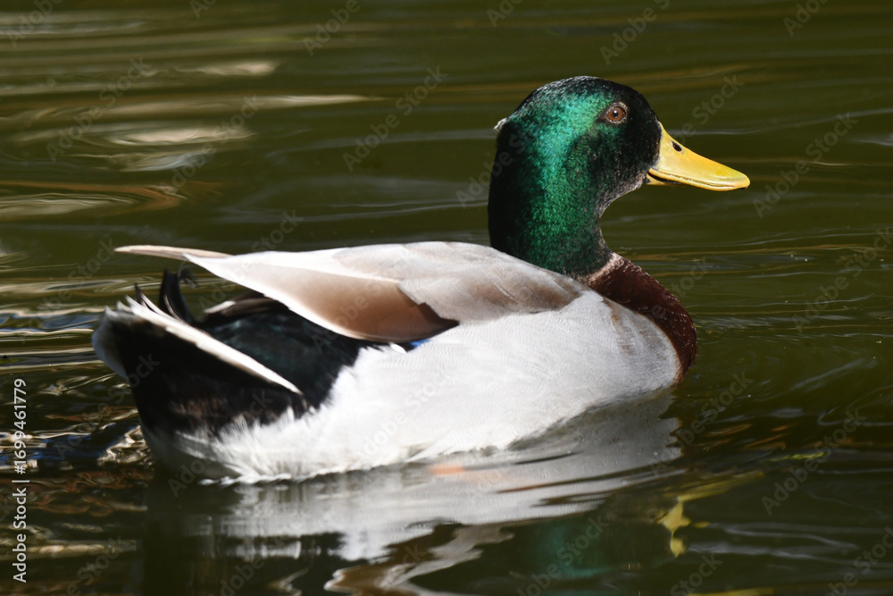 Obraz premium Marreca de Pequim dando a sua graça no lago do Museu da República - Catete - RJ