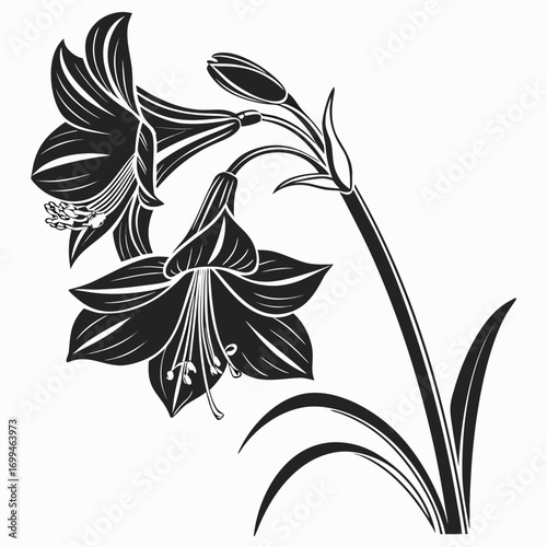 Elegant black and white silhouette of amaryllis flowers and buds
