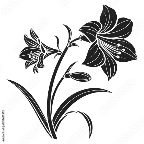 Black and white silhouette of blooming lilies and buds with leaves