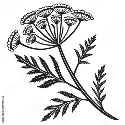 Black and white illustration of a flowering plant with delicate leaves
