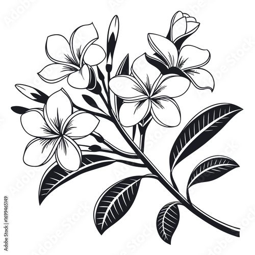 Black and white illustration of a frangipani flower branch with leaves and buds