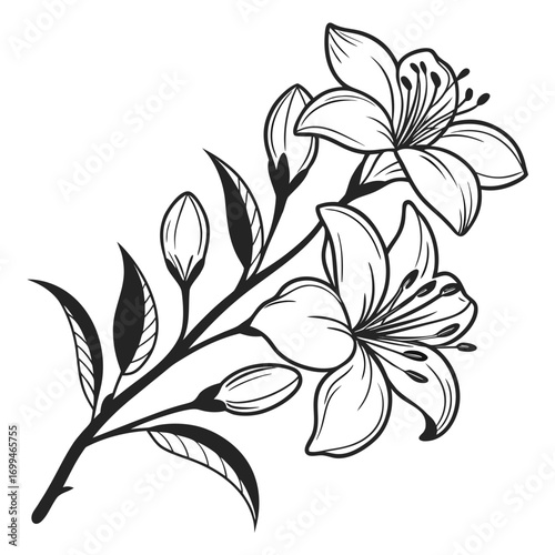 Elegant black and white illustration of lily flowers and buds on a stem
