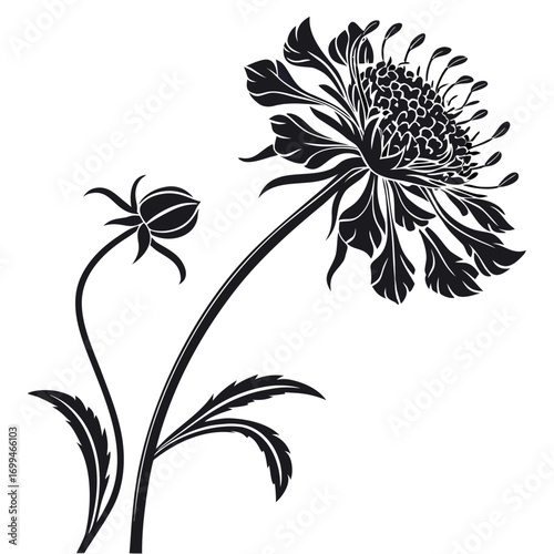 Black and white silhouette of a pincushion flower and bud