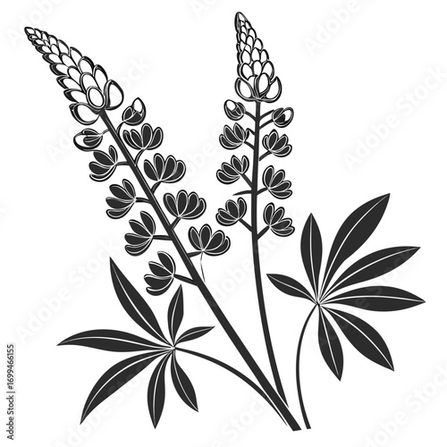 Stylized black and white illustration of two lupine flower stalks with leaves