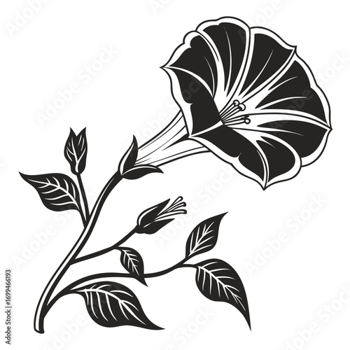 Black and white illustration of a blooming morning glory flower with leaves and buds