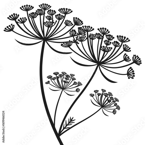 Black silhouette of dill flower umbel on white background
