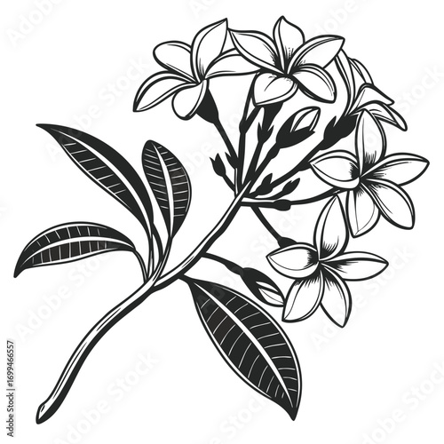 Black and white illustration of a plumeria flower branch with leaves and buds