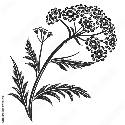 Black and white illustration of a flowering plant with delicate leaves