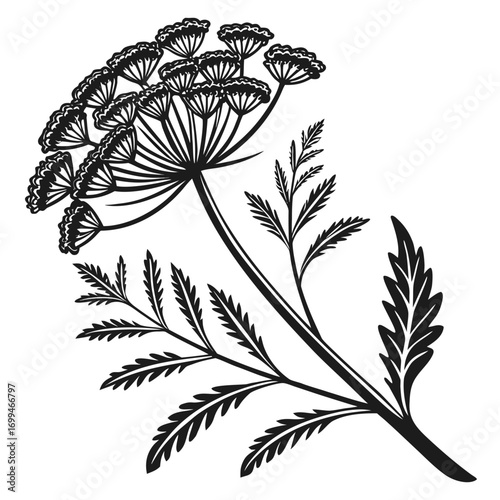 Black and white illustration of a delicate dill plant with feathery leaves and a flower head