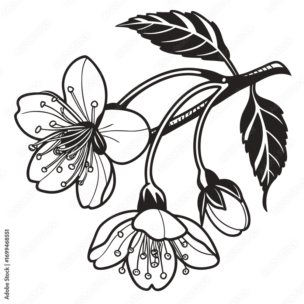 Fototapeta premium Black and white illustration of cherry blossoms and leaves on a branch