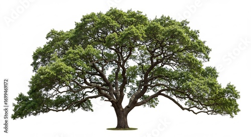 Grand ch�ne majestueux isol� fond blanc lumi�re naturelle. AI Generated