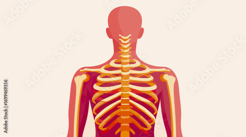 Human skeleton back view diagram