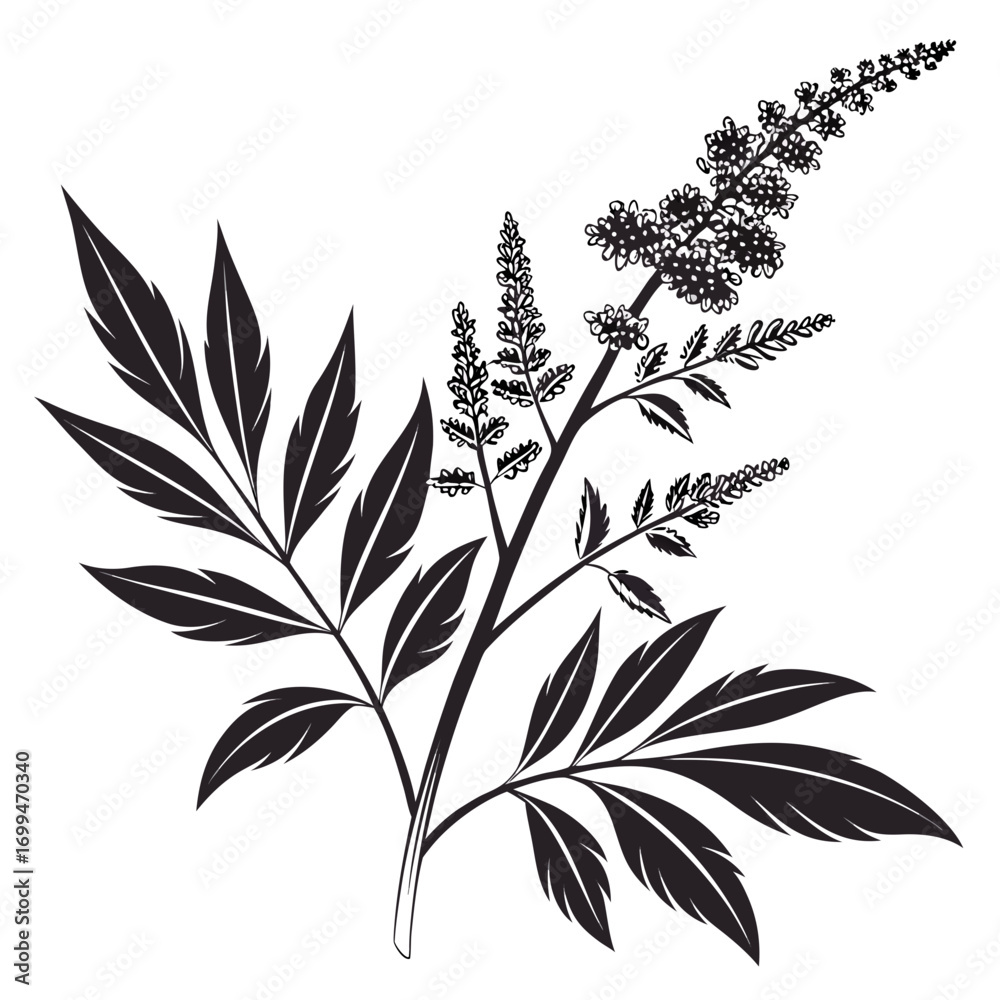 Fototapeta premium Black and white silhouette of a flowering plant with feathery leaves