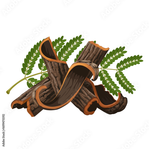 Illustration of acacia nilotica bark, with leaves, isolated on white background.