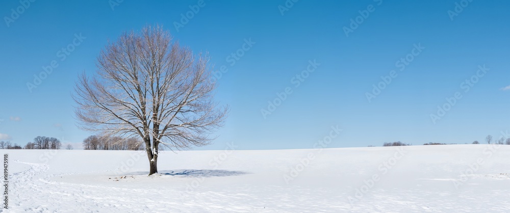 custom made wallpaper toronto digitalwinter landscape with trees