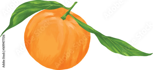mandarin orange fruit botanical digital painting