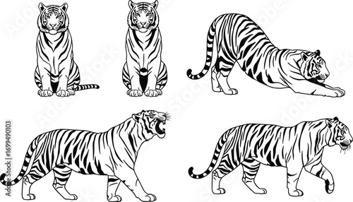 Flat vector illustration of tiger poses, wild animal design, predator stance, sitting roaring walking tiger, wildlife jungle feline graphics