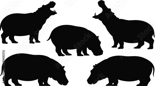 Silhouette of hippos in various poses, standing and grazing, isolated on white background, wild animal vector illustration, zoo concept