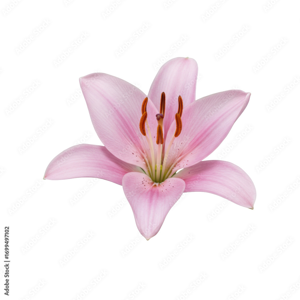 Fototapeta premium Delicate pink lily blossom with intricate stamens isolated on white background