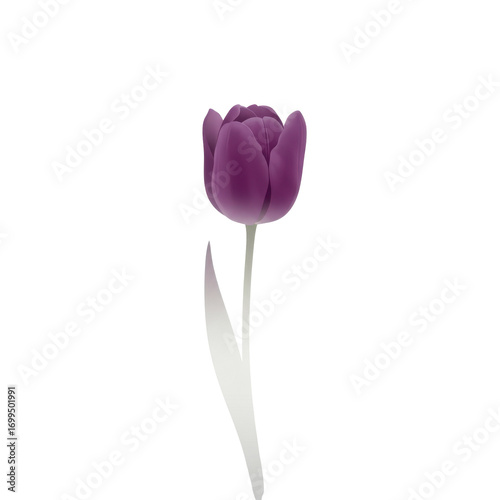 Elegant purple tulip with a single leaf on a transparent backdrop isolated on white background