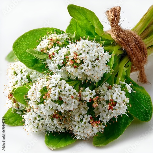 Fresh Valerian Flowers Isolated on White