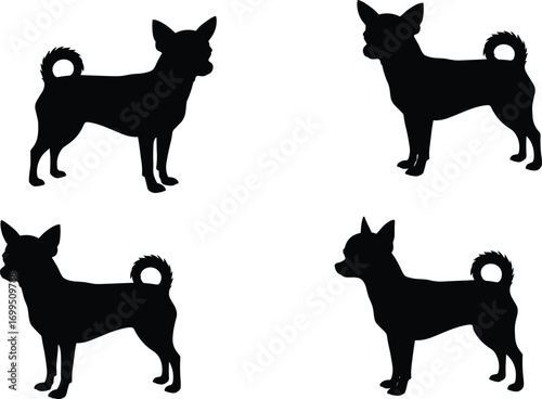 Vector illustration of Chihuahua dog silhouettes in various standing poses, small breed pets, loyal companions, cute domestic animals, canine design set.