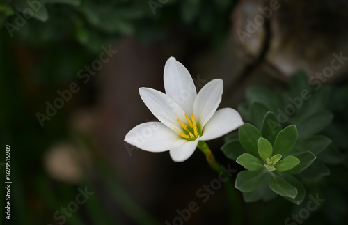 A close-up of a delicate white rain lily flower with a yellow center, blooming from a succulent-like plant, against a blurred, dark background.