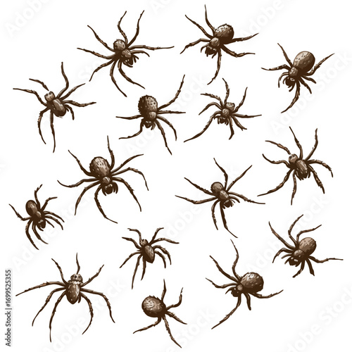 spiders, insect, halloween, festival, vector, transparent background, animal, arachnid, nature, cobweb, danger, spiderweb, scary, horror, creepy, pattern, predator, Spider Set, A bunch of spiders