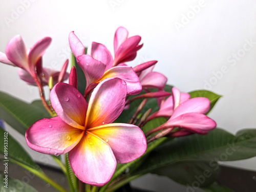 Beautiful Pink and Yellow Plumeria Flowers Blooming in Garden