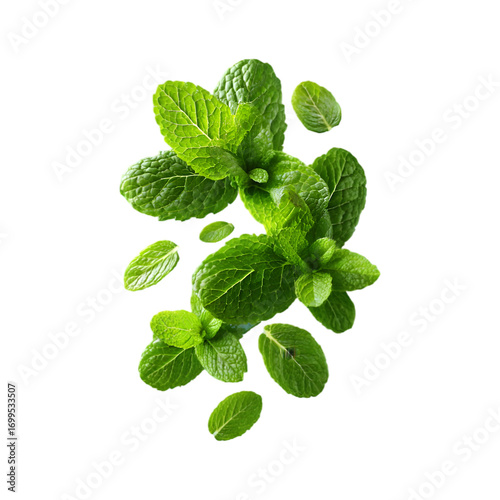 handful of chopped fresh mint leaves with fine veins