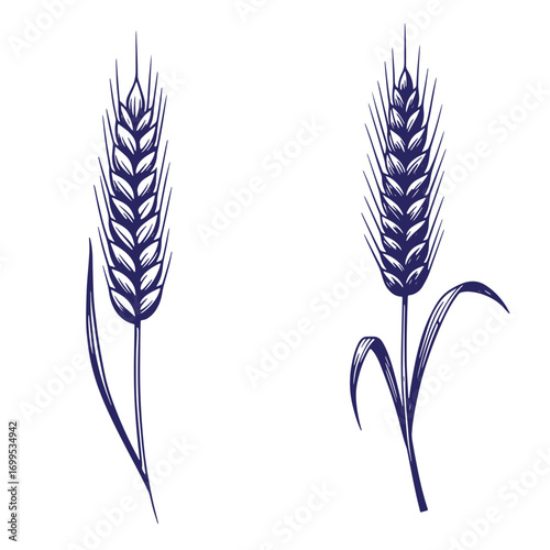Elegant hand drawn illustrations of two wheat stalks in a simple line art style