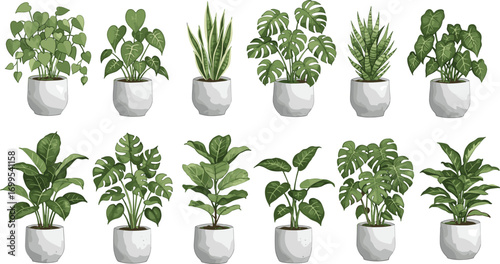 Collection of indoor potted houseplants, various tropical and decorative foliage plants in ceramic pots, botanical vector illustration for home decor and interior design projects