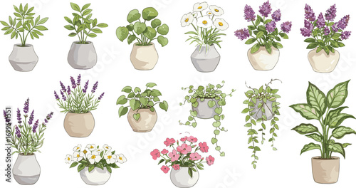Collection of various potted plants, indoor and outdoor greenery, flowering and foliage species, decorative botanical arrangement, isolated on white background, vector illustration for home decor