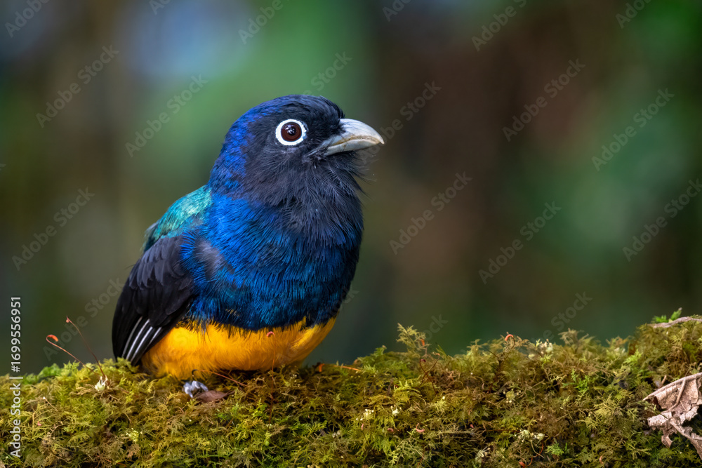 Fototapeta premium Green-backed Trogon Perched on Branch