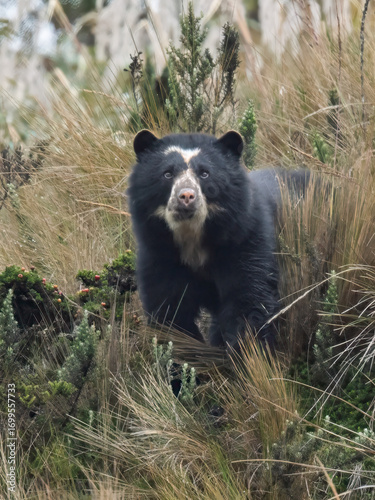 Spectacled Bear in Andean Highlands