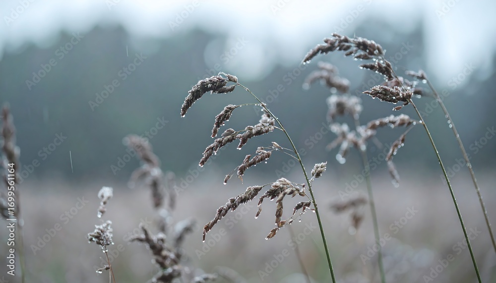Fototapeta premium Wispy grass in a light rain