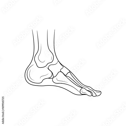  a detailed, black and white line drawing of the bones of a human ankle and foot.