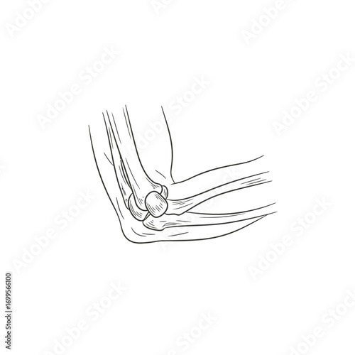  a detailed, black and white line drawing of a human elbow joint.