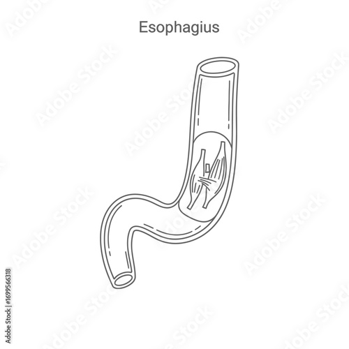  a line drawing of the esophagus, a muscular tube that connects the throat with the stomach. 