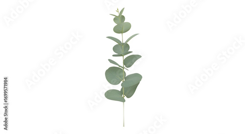 Elegant single eucalyptus branch with vibrant green, round leaves, isolated on a clean white background, ideal for floral arrangements, natural decor, or botanical design elements
